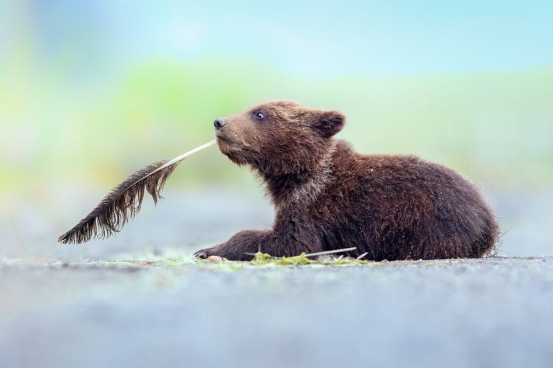 2022 Comedy Wildlife Photo Awards