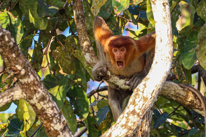 2022 Comedy Wildlife Photo Awards