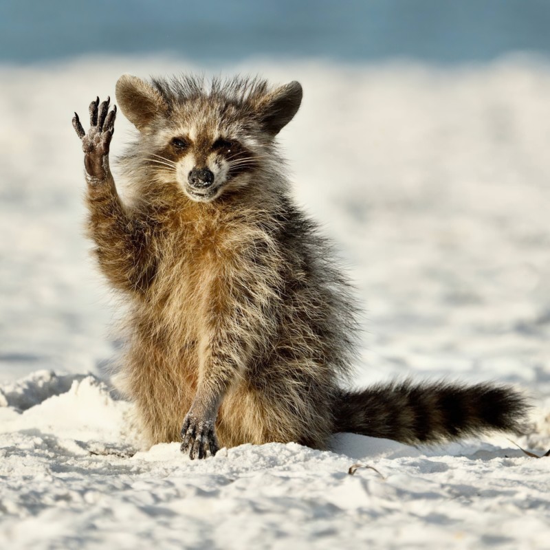 2022 Comedy Wildlife Photo Awards