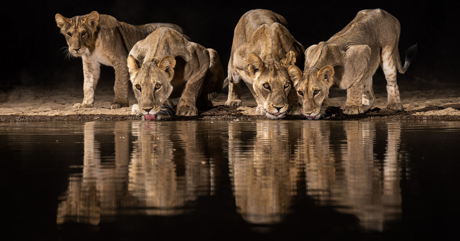 PetaPixel Photographer Builds African Watering Hole To Capture 