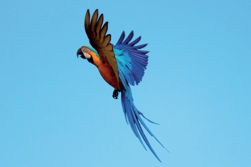 macaw