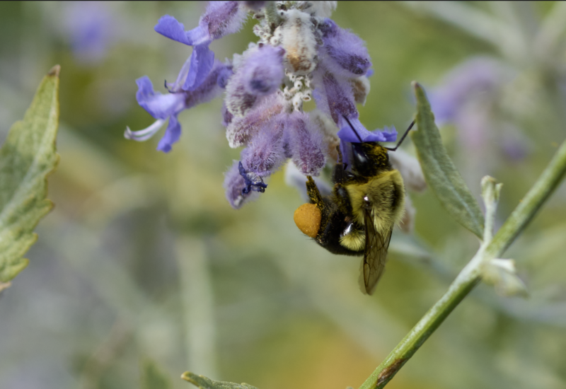 tamron bee with pollen