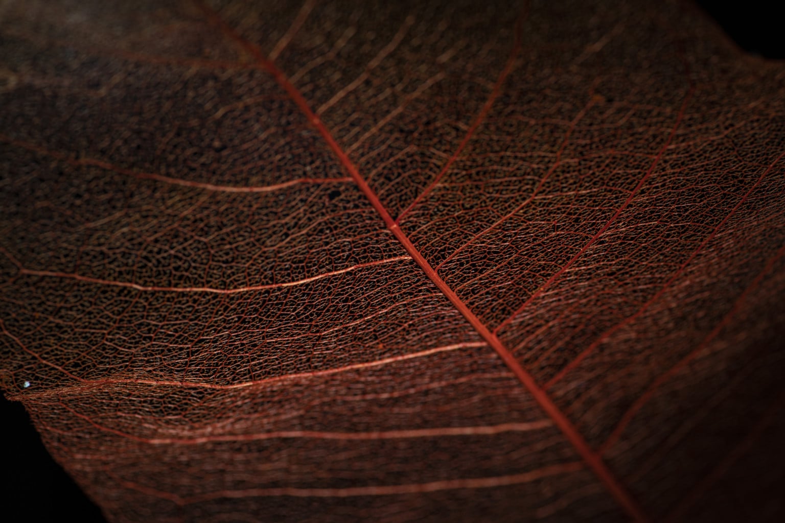 Adaptalux's Pod Mini Controls the Lighting for Macro Photography ...