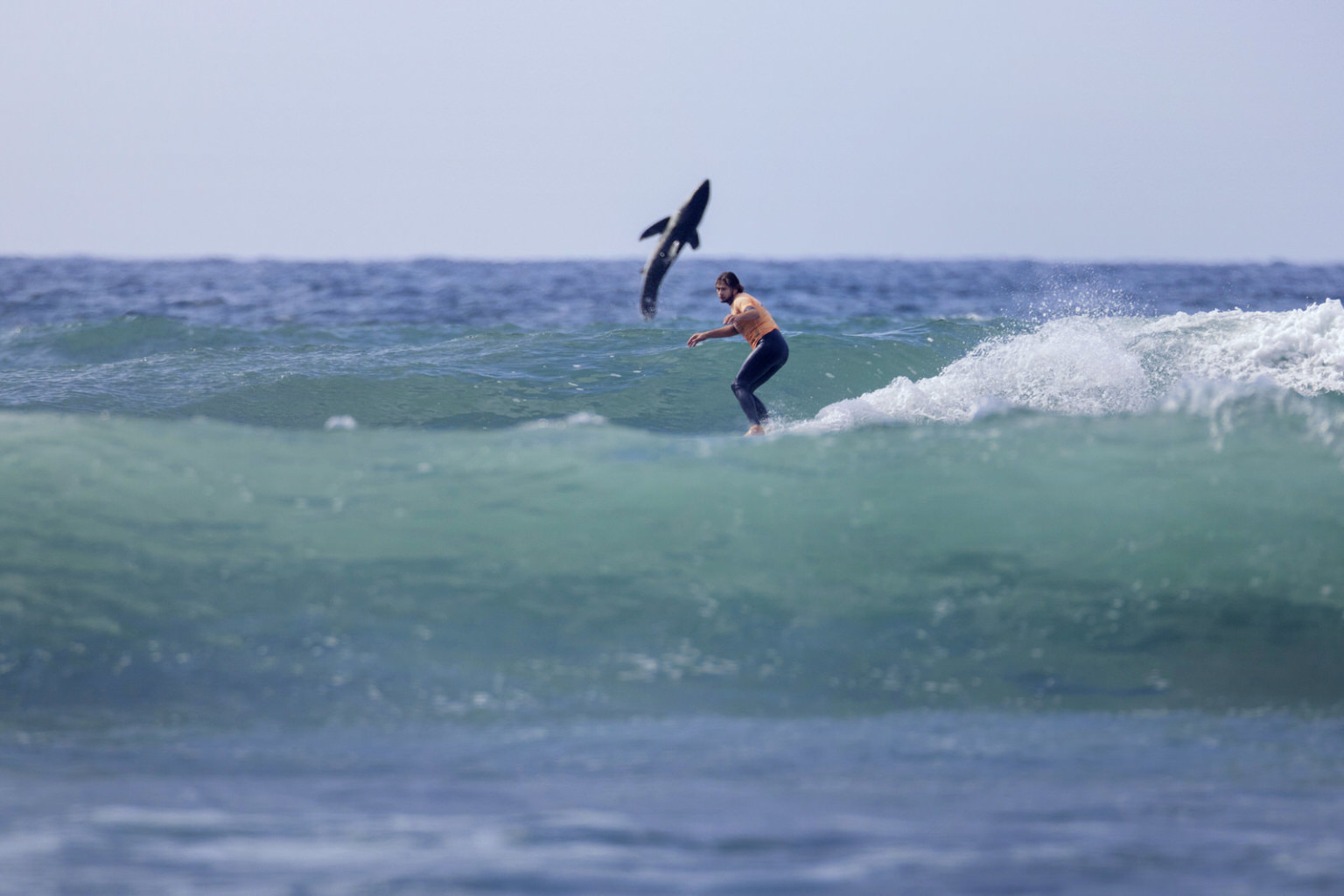 Photographer Catches Great White Shark Exploding Out of the Water ...