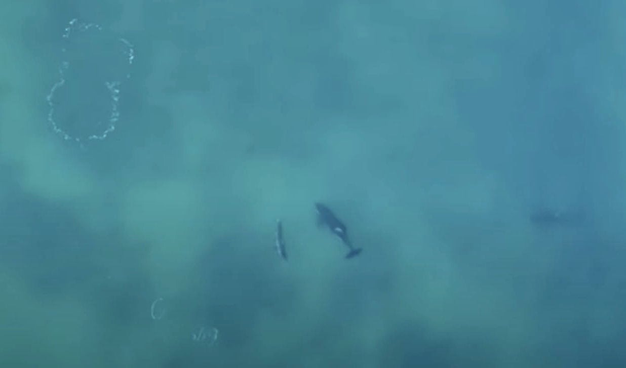 Orcas Hunting Great White Sharks Captured on Camera for the First Time
