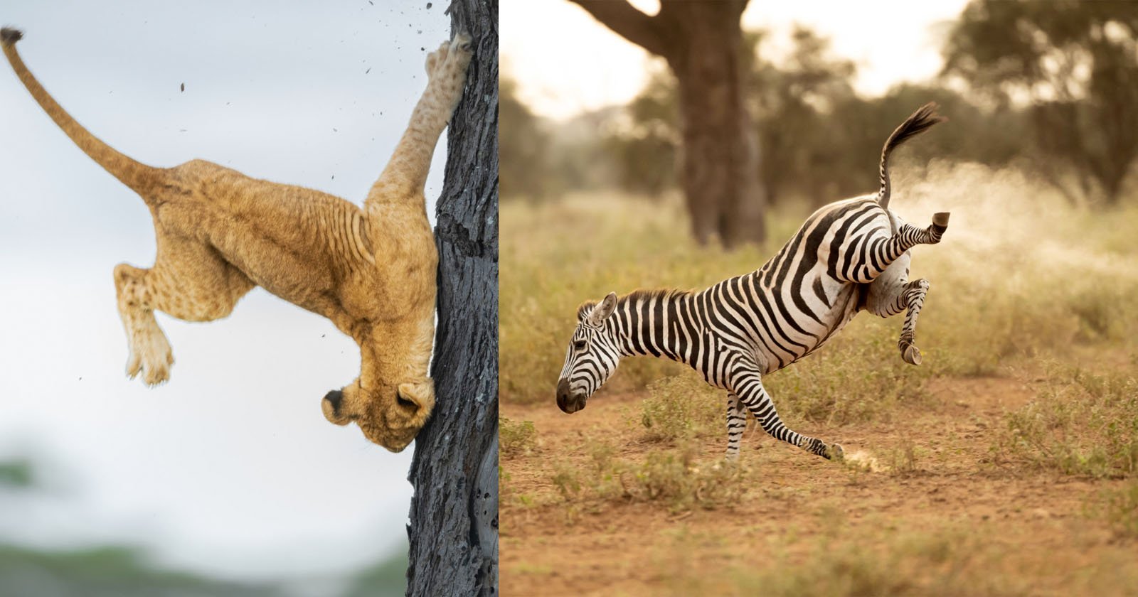 Finalists Announced in the Comedy Wildlife Photography Awards 2023