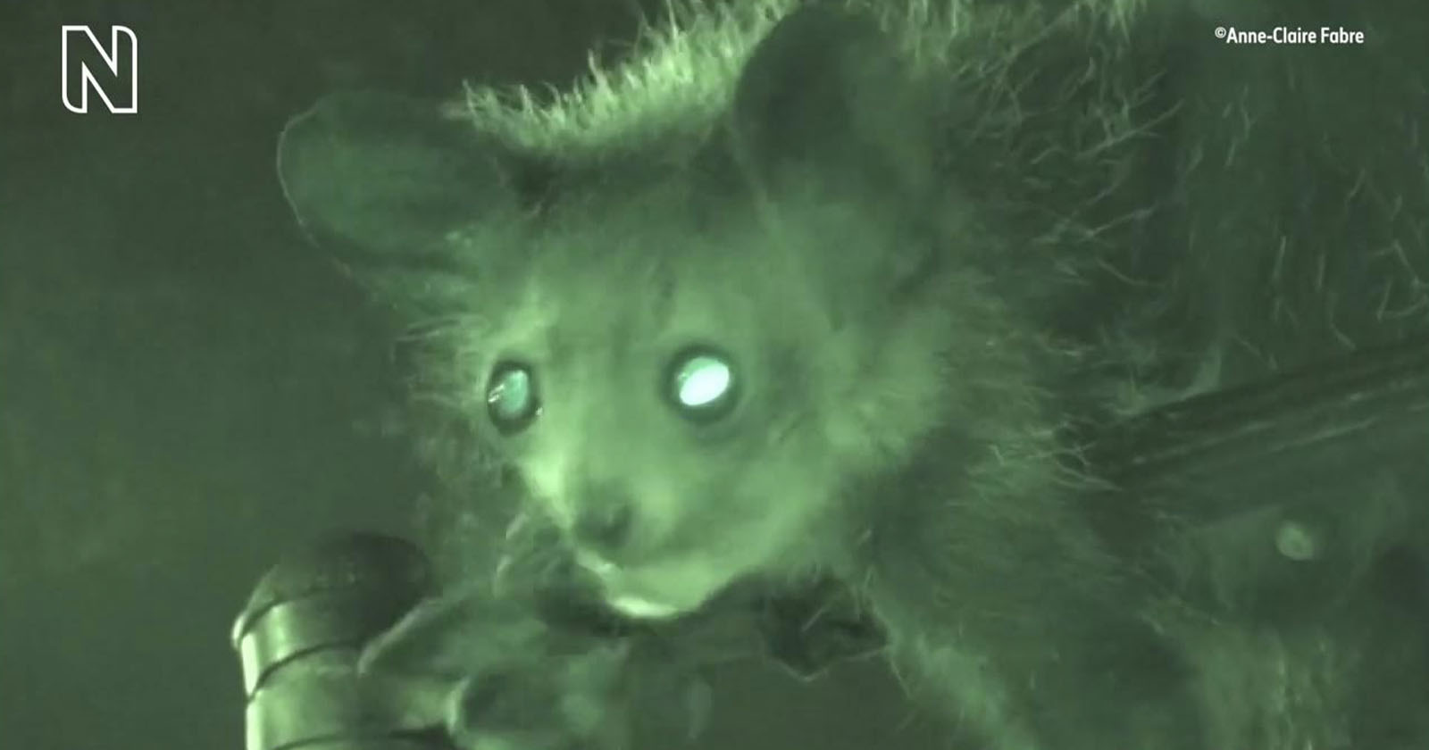 Lemur Recorded Picking its Nose in Scientific First | PetaPixel