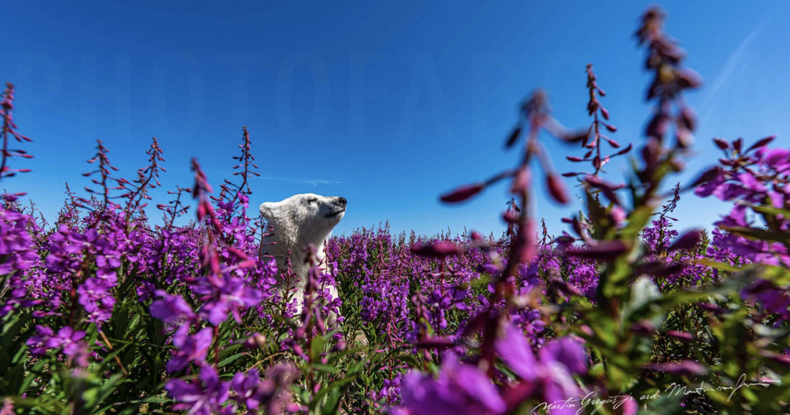 Photographer Captures Rare Portraits of the Summer Lives of Polar