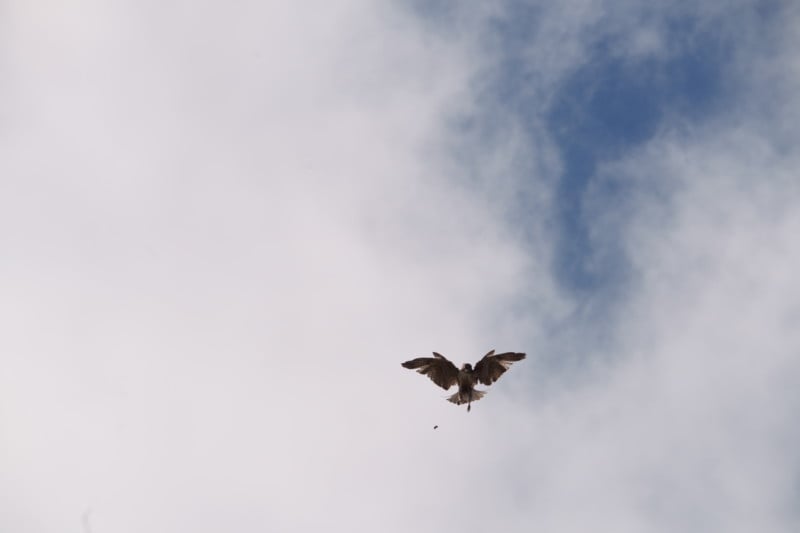 a7r5 hawk diving