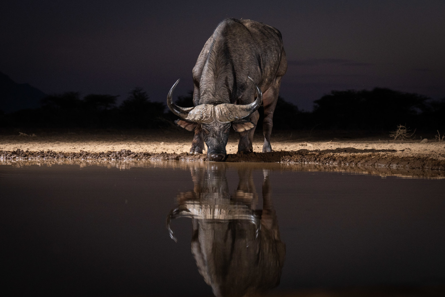 Photographer Builds African Watering Hole To Capture Amazing Photos 