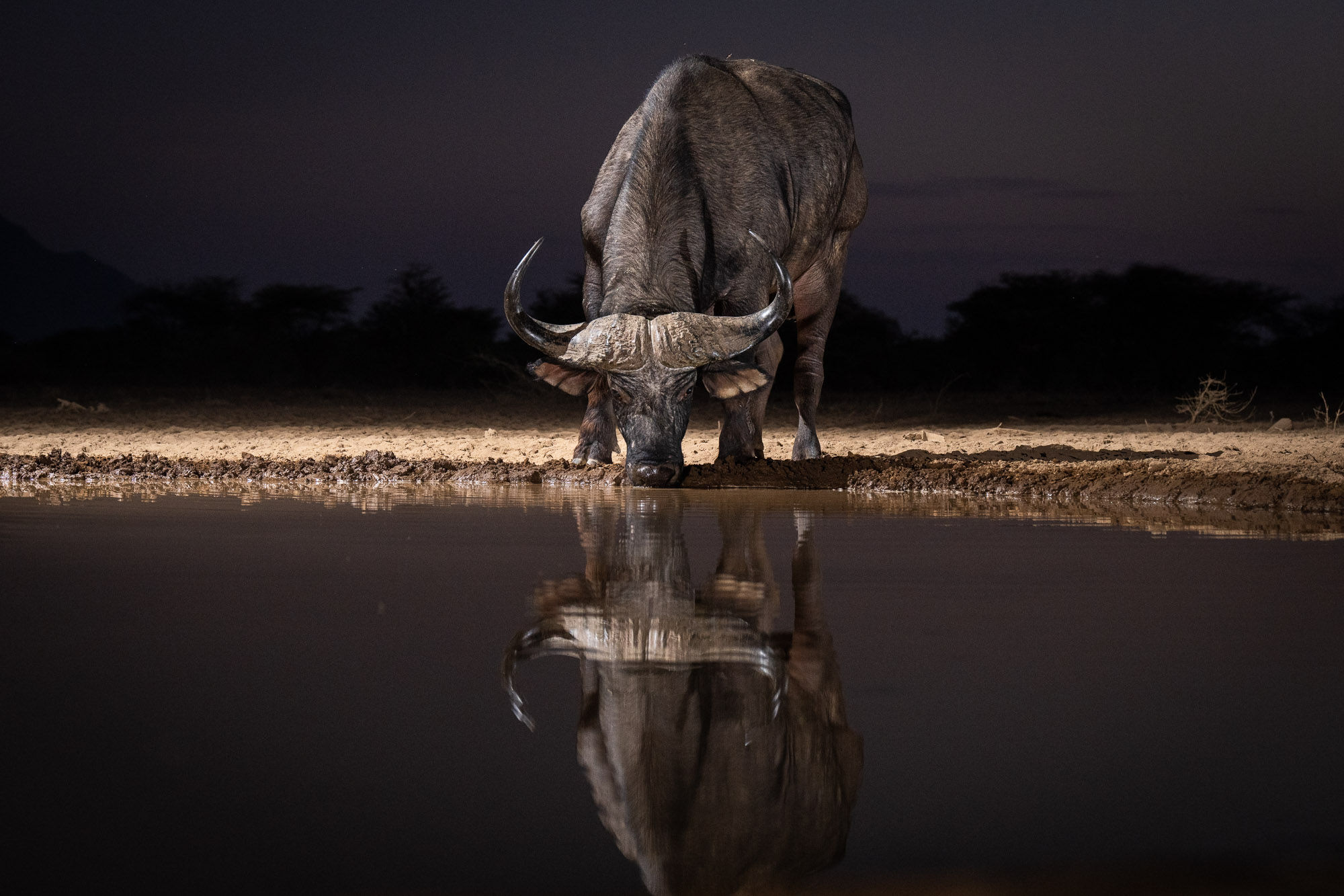 Photographer Builds African Watering Hole to Capture Amazing Photos ...