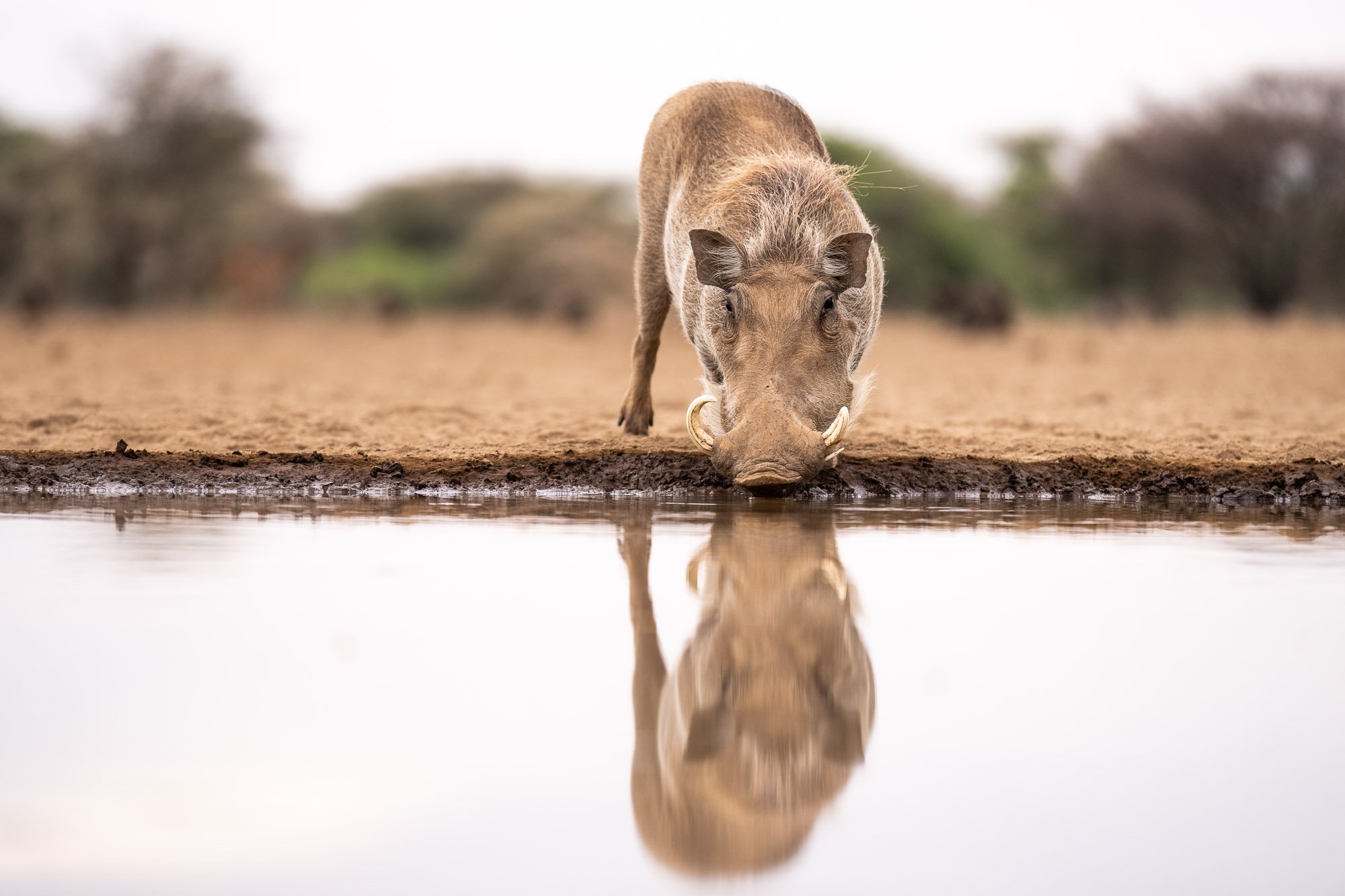 Photographer Builds African Watering Hole to Capture Amazing Photos ...