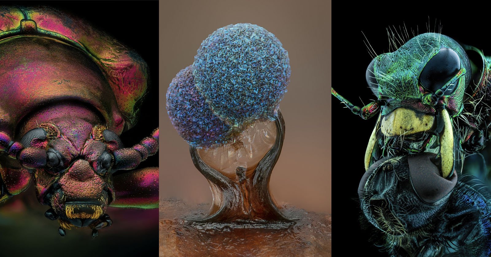 The Winners of the 2022 Nikon Small World Competition