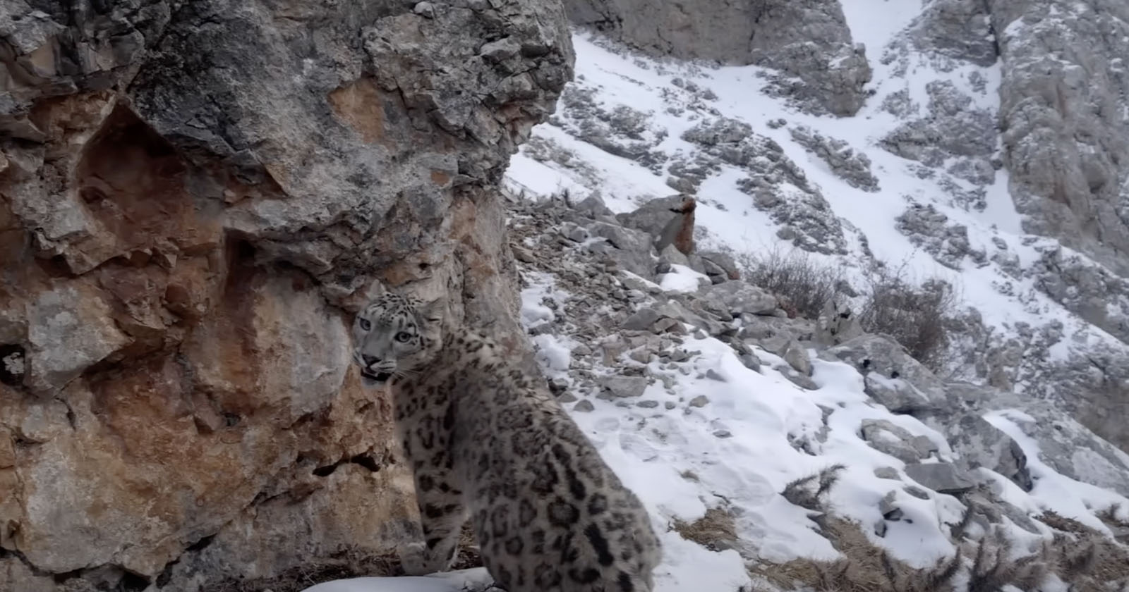 A snow leopard prowling along a craggy ridge, its grey coat blending into  the rocky terrain
