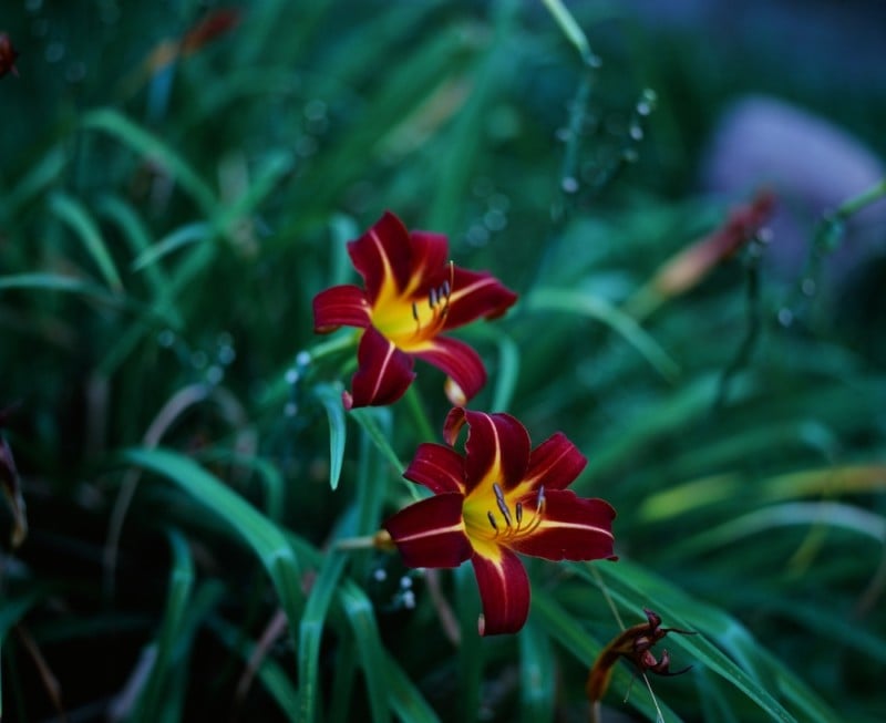 velvia50-800x653.jpg