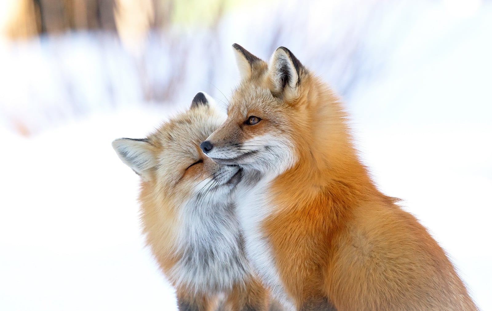 The 25 People's Choice Finalists of Wildlife Photographer of the Year ...