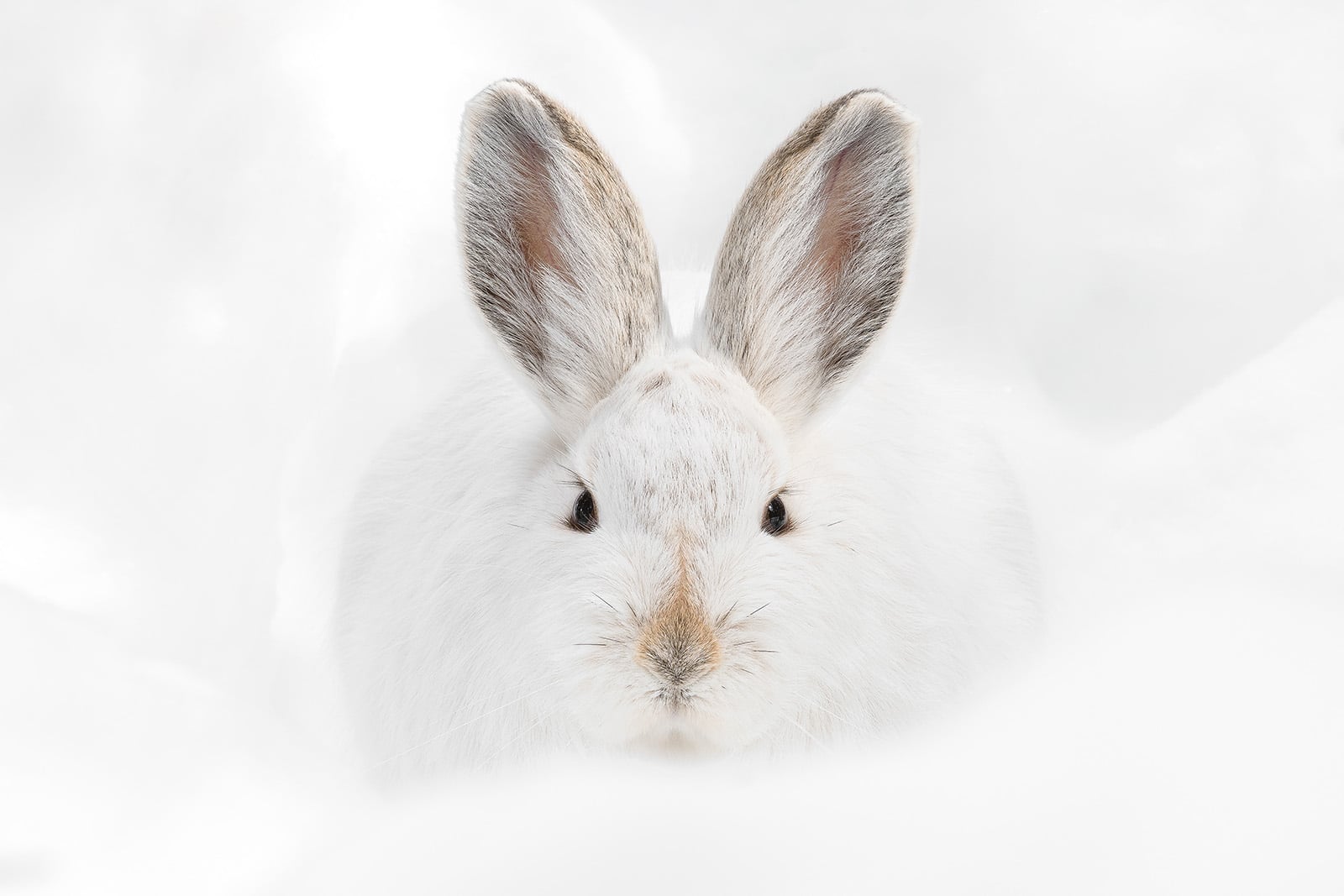 The 25 People's Choice Finalists of Wildlife Photographer of the Year ...