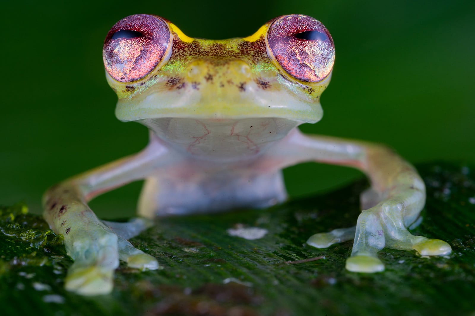 The 25 People's Choice Finalists of Wildlife Photographer of the Year ...