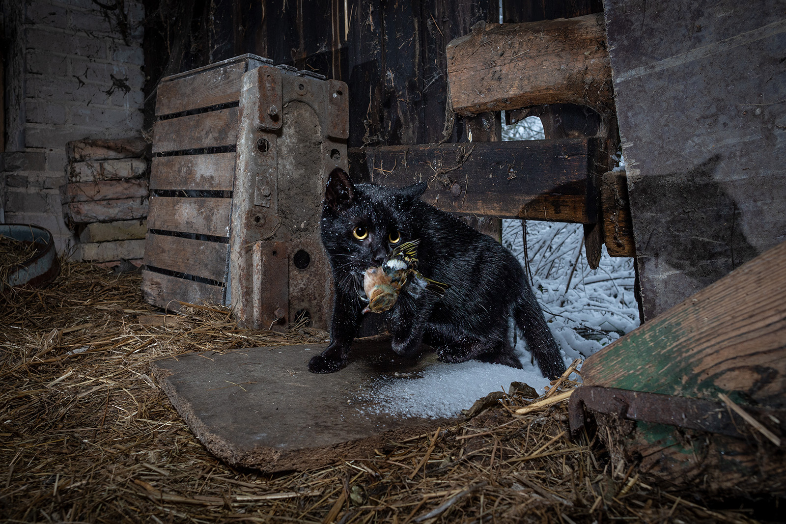 The 25 People's Choice Finalists of Wildlife Photographer of the Year ...