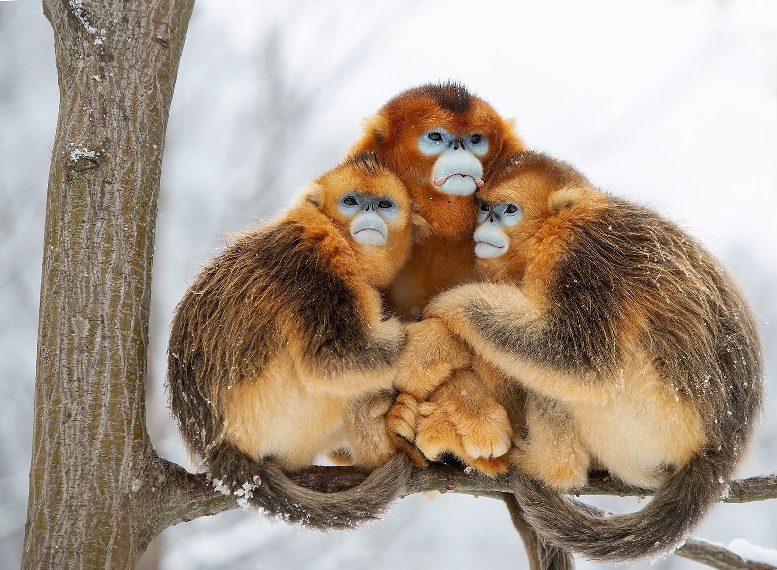 The 25 People's Choice Finalists of Wildlife Photographer of the Year ...