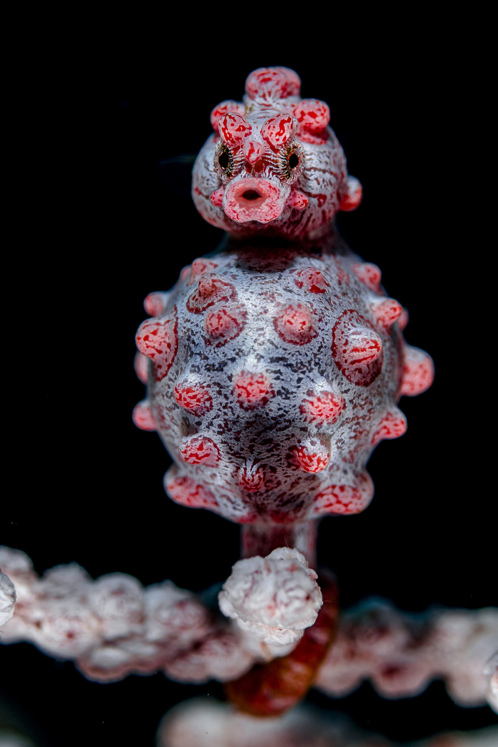 The 25 People's Choice Finalists of Wildlife Photographer of the Year ...
