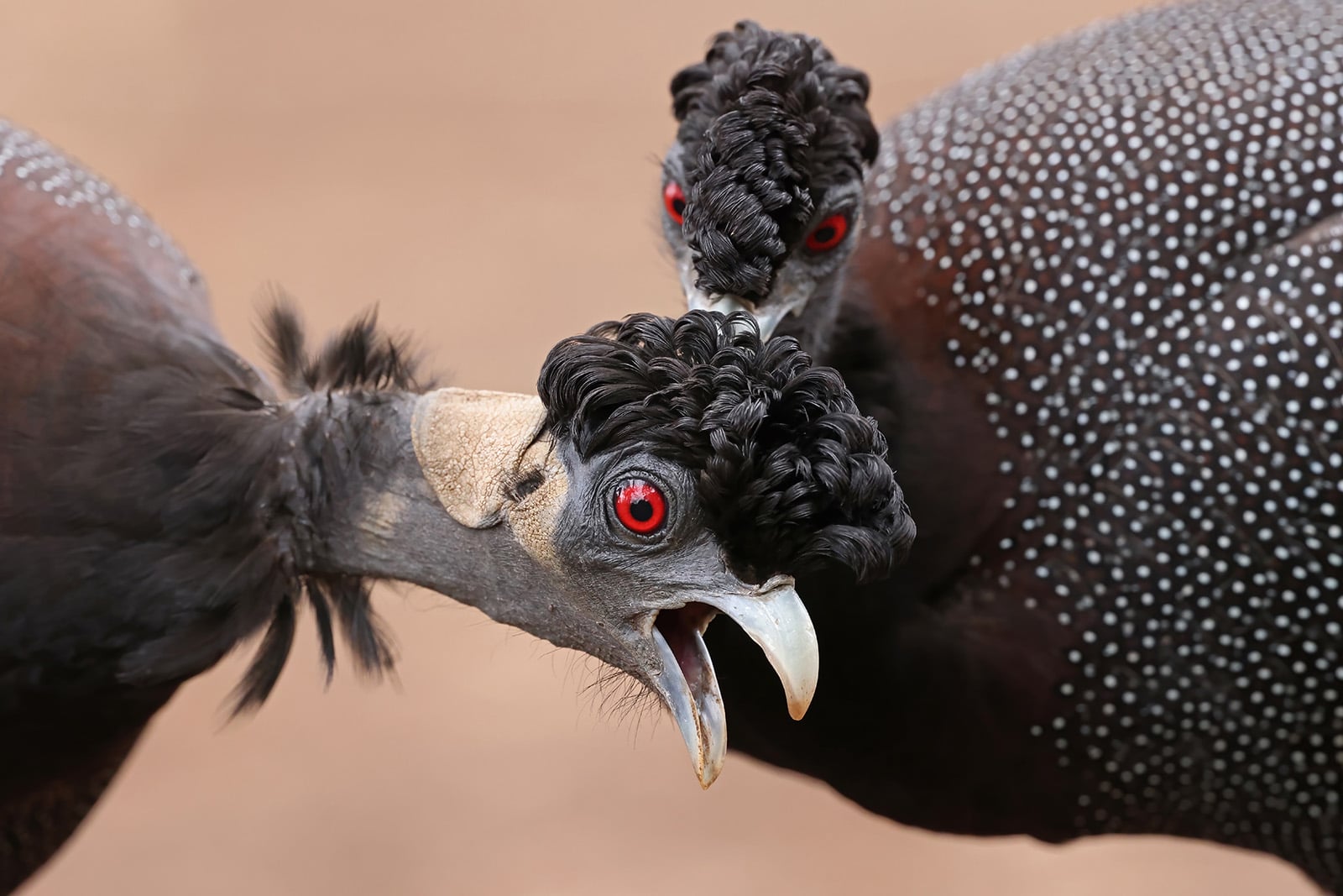 The 25 People's Choice Finalists of Wildlife Photographer of the Year ...