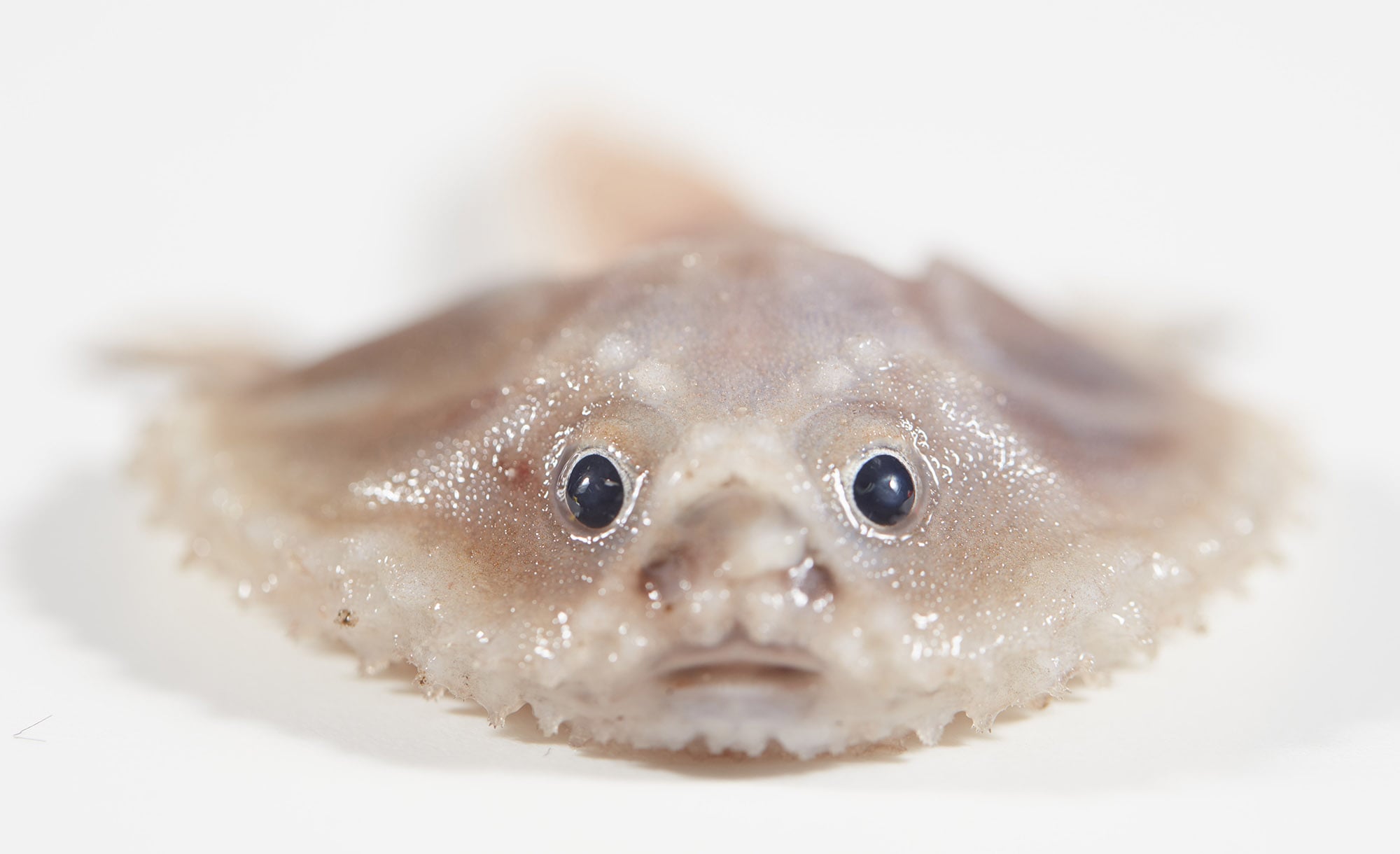 Photos of Newly Discovered Deep-Sea Creatures Living in the Remote ...