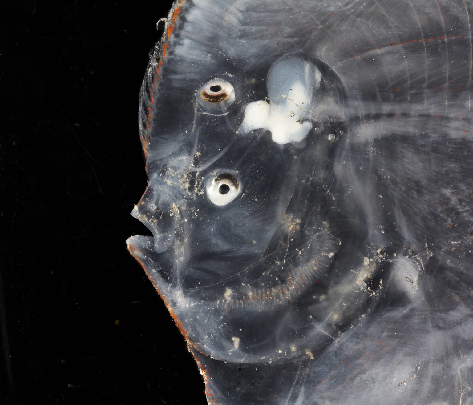 Photos of Newly Discovered Deep-Sea Creatures Living in the Remote ...