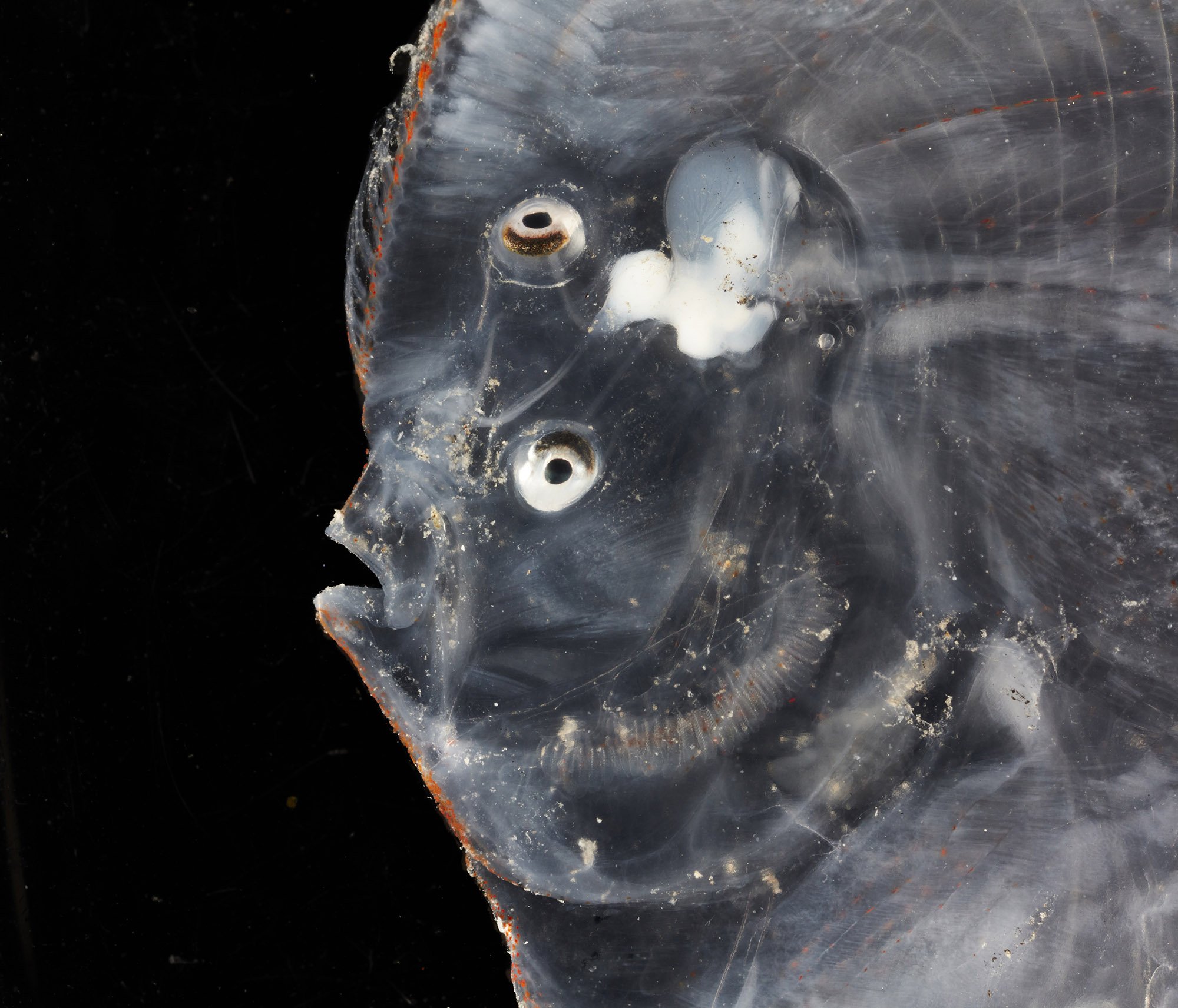 Photos of Newly Discovered DeepSea Creatures Living in the Remote