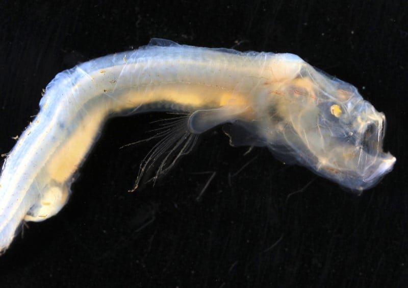New miniature fish discovered