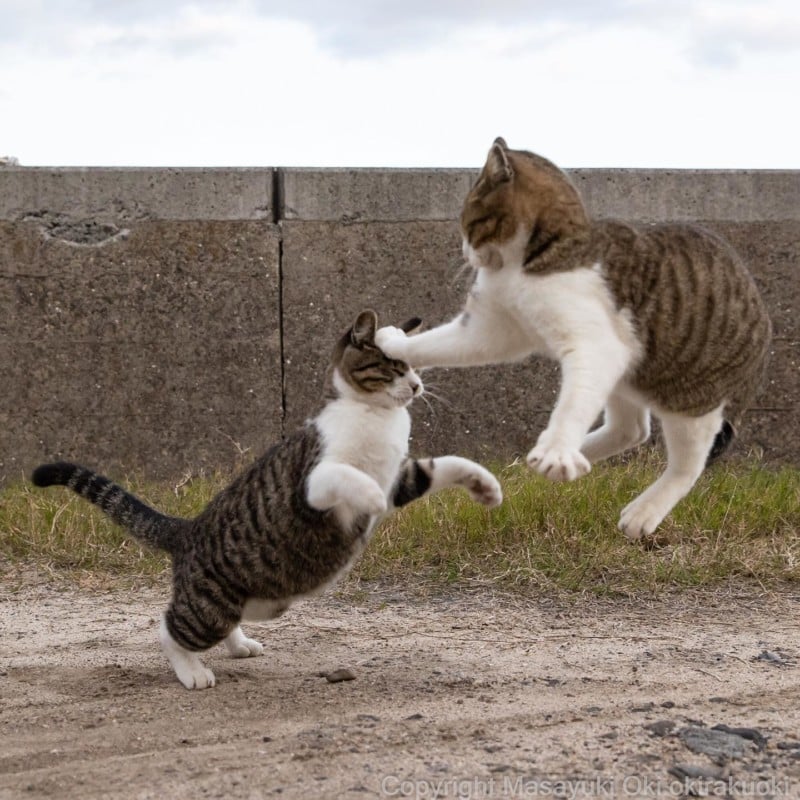 Photographer Captures Comedic Stray Cats on the Streets of Tokyo - Content4Mix