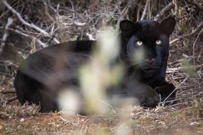 Super-Rare Black Leopard Sighting Confirmed In Kenya After Almost