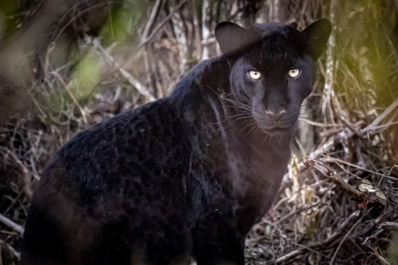 Photographer Tracks Down Ultra-Rare Black Panther in Africa