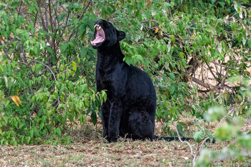 Extraordinary Rare Photos Show Stunning Black Panther in African Wilderness