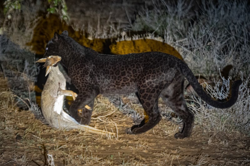 Extraordinary Rare Photos Show Stunning Black Panther in African