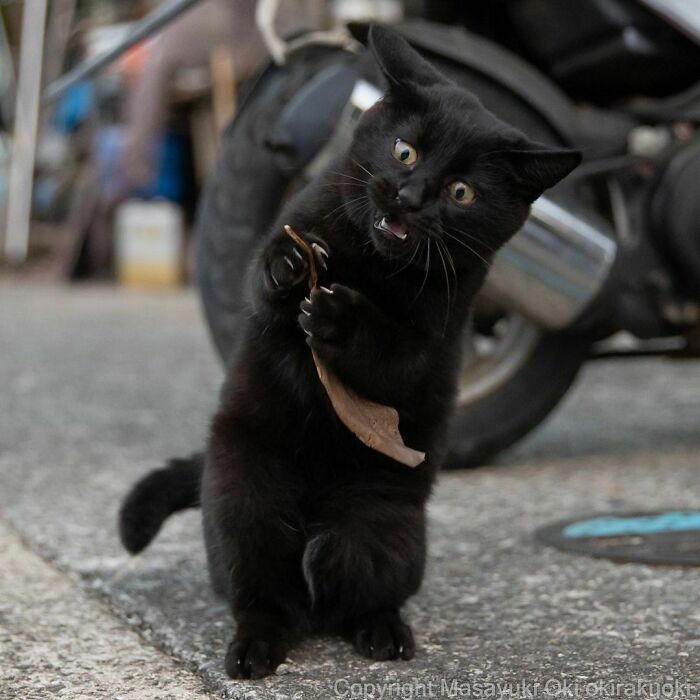 Photographer Captures Comedic Stray Cats on the Streets of Tokyo