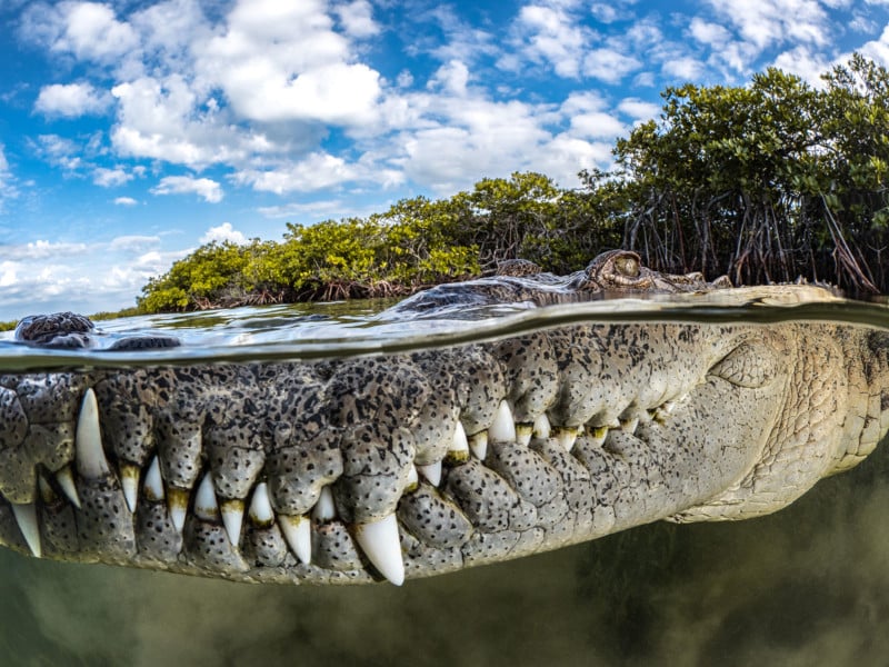 Close-Up Crocodile Photo Wins the 2022 Mangrove Photography Awards