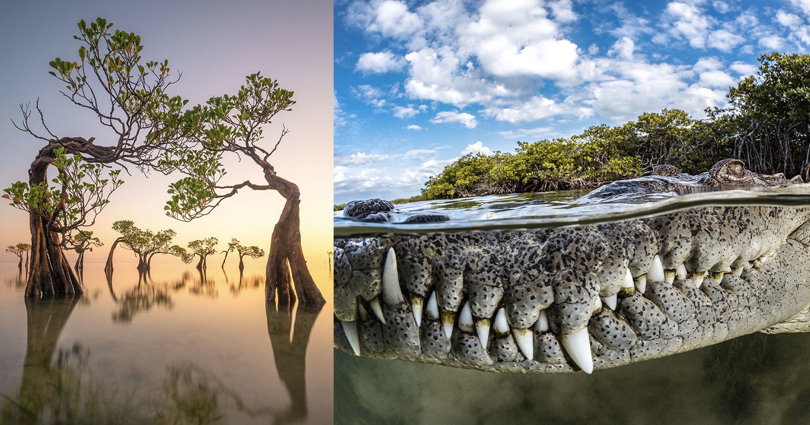 Close-Up Crocodile Photo Wins the 2022 Mangrove Photography Awards