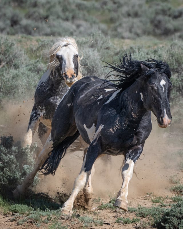 horses running