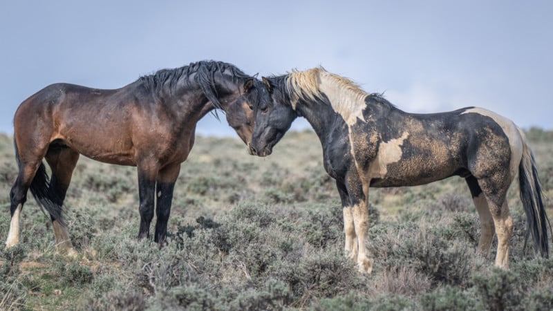 horses