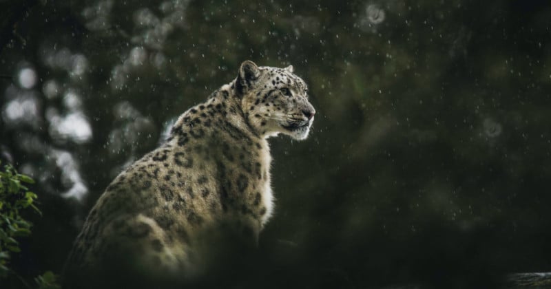 Snow Leopard