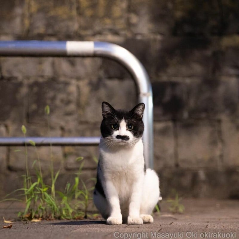 mustache cat