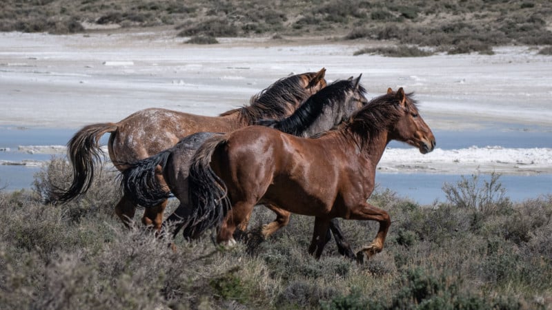 three horses