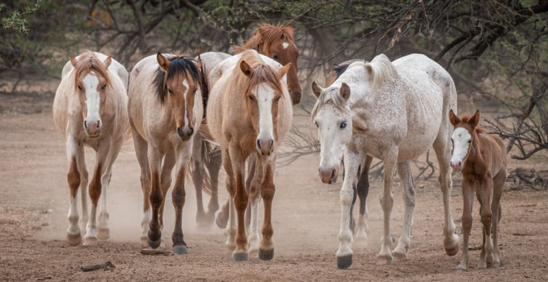 band of horses