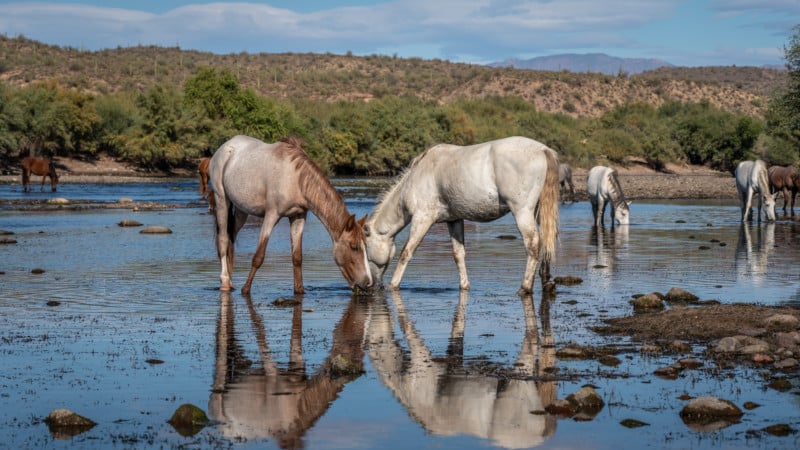 horses drinking water