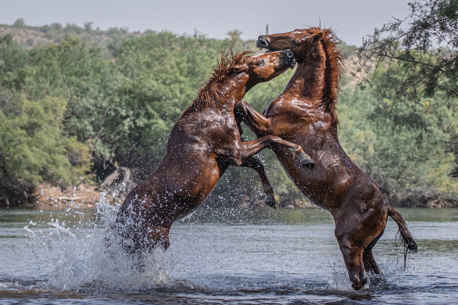 Wild Horse Photographer Braves Snake Bites for Breathtaking Images ...