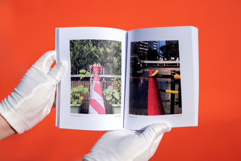 upclose view of traffic cones with flowers blooming from the top