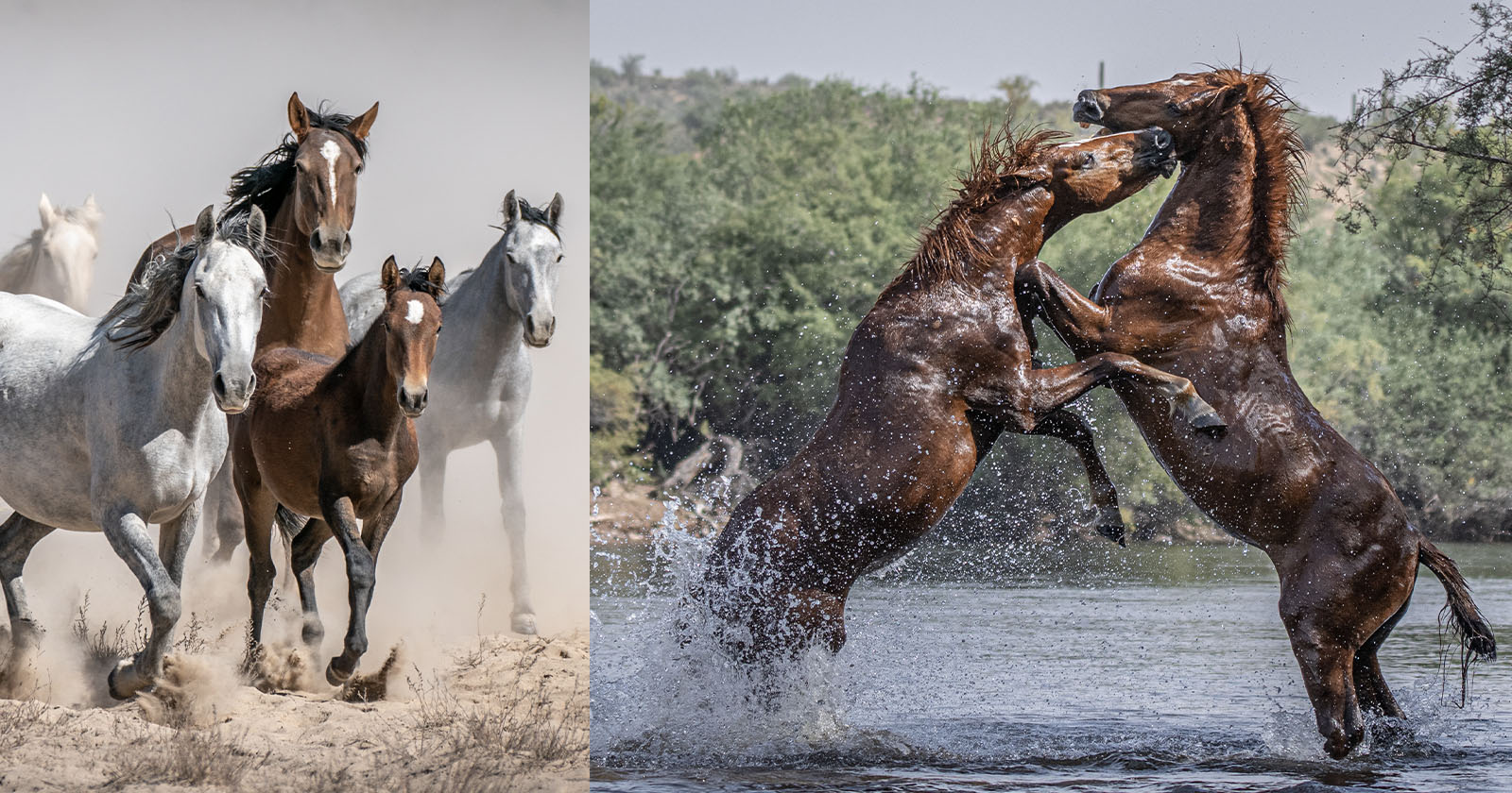 Wild Horse Photographer Braves Snake Bites for Breathtaking Images