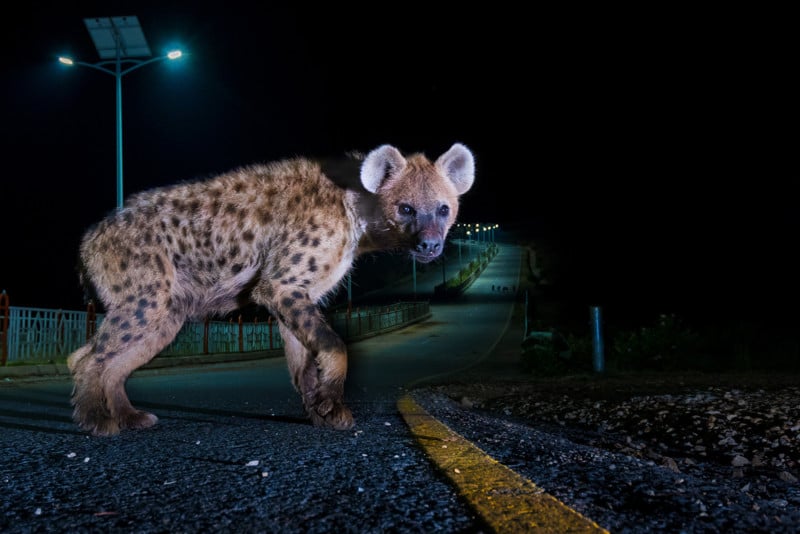 People's Choice Finalisten des Wildlife Photographer of the Year 2022