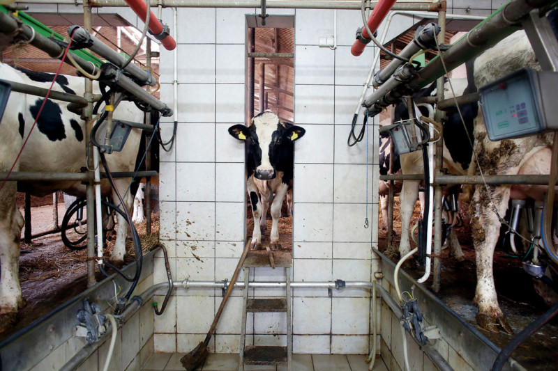 DELA DISCOUNT Andrew_Skowron_dairy-farms-1-800x533 Photographer Exposes Animal Abuse and Suffering Worldwide DELA DISCOUNT  